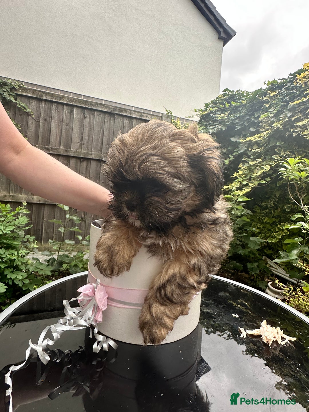 Shihpoo dogs for sale: Adorable Shihpoo Puppies - Image 7