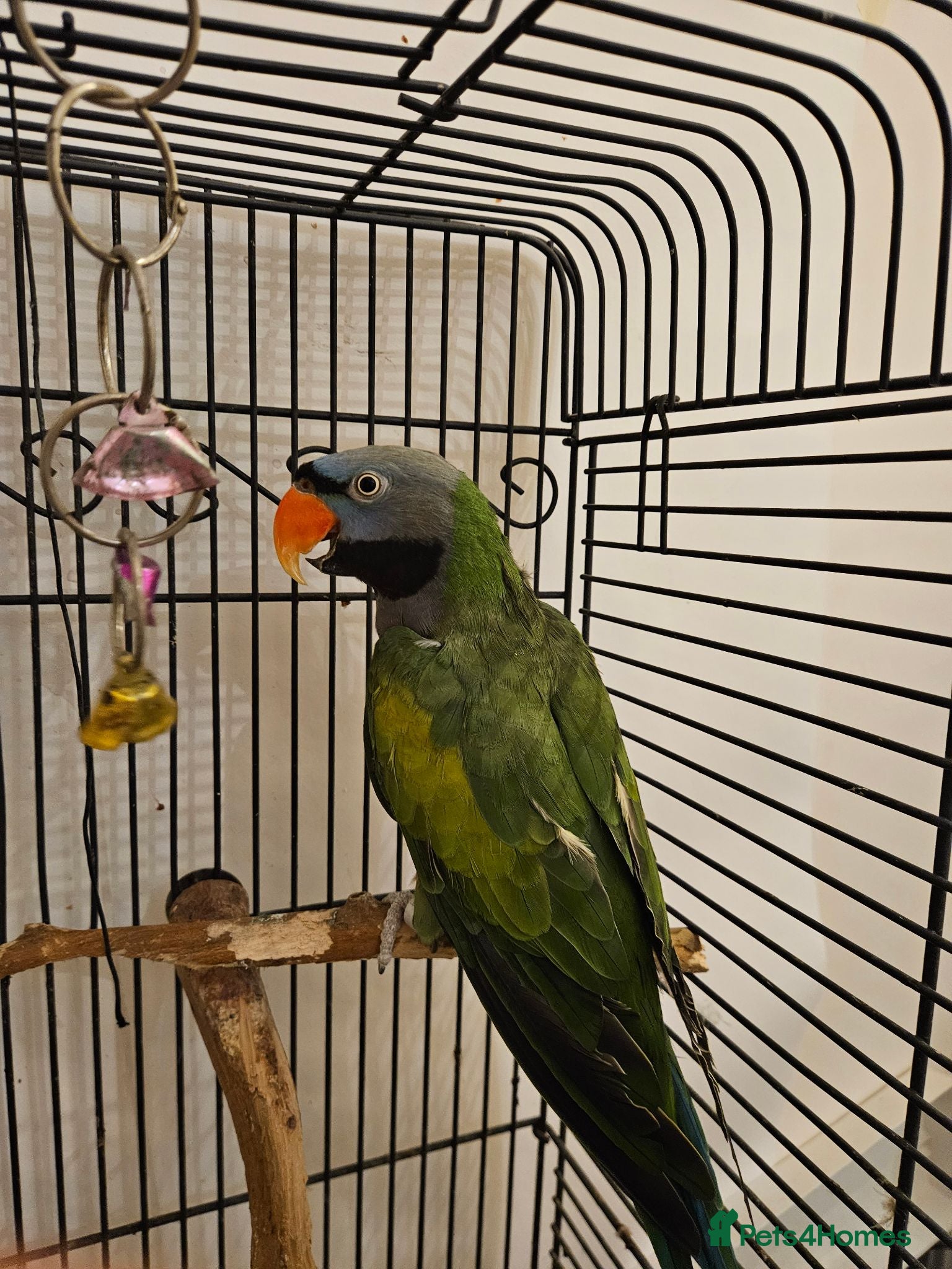 Parrots birds Derbyan Parakeet for Sale – 10 Years Old - Advert 2