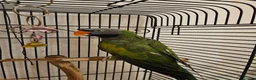 Parrots birds for sale: Derbyan Parakeet for Sale – 10 Years Old in London - Advert 1