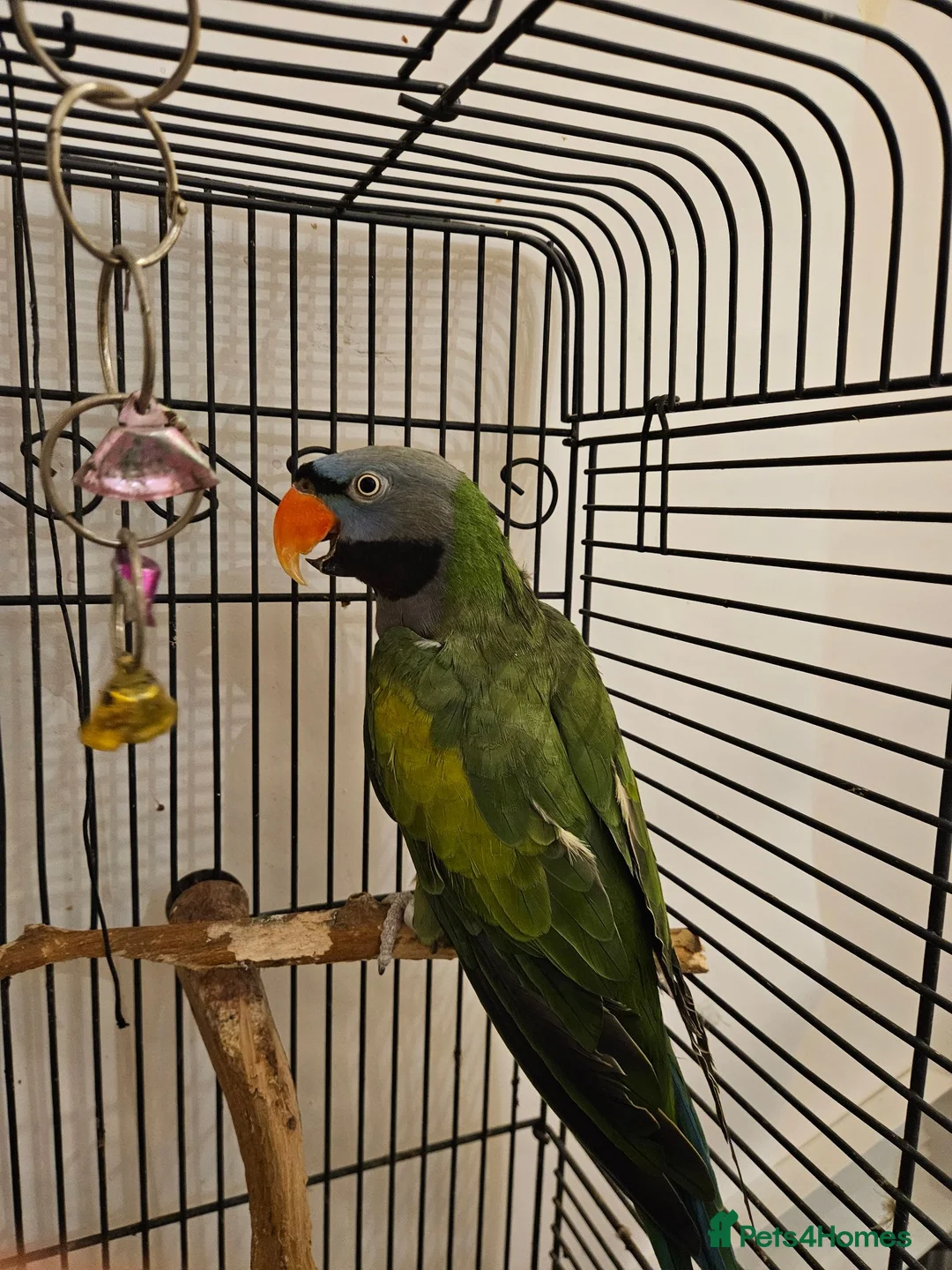 Parrots birds for sale: Derbyan Parakeet for Sale – 10 Years Old in London - Advert 1