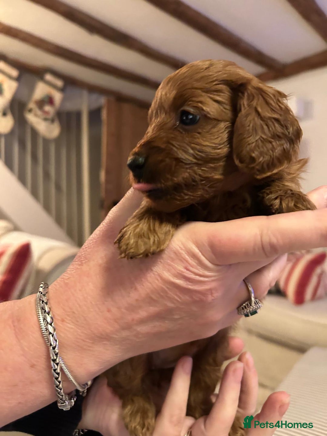 Cockapoo dogs for sale: Amazing miniature F1b cockapoo  - Advert 10