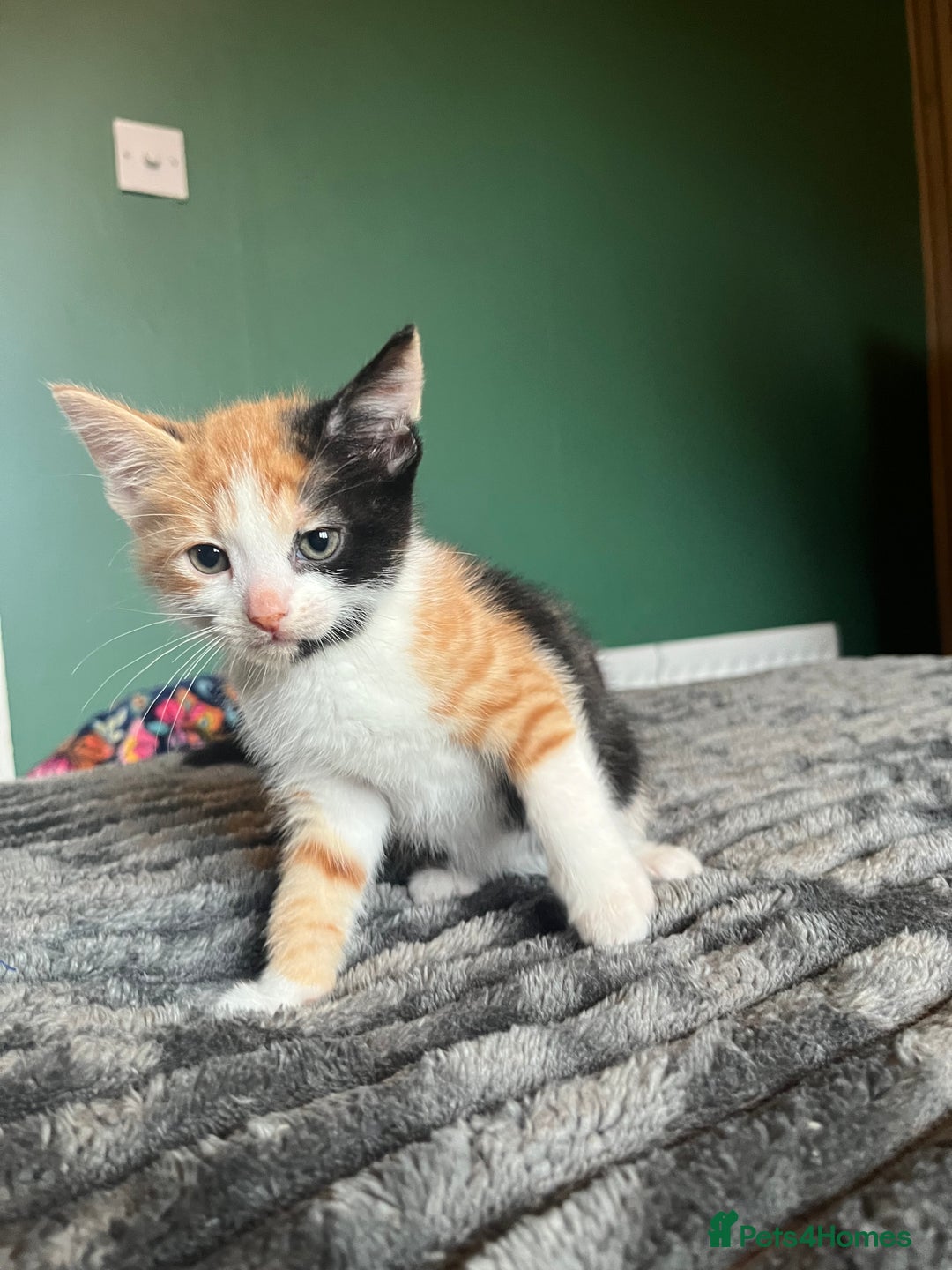 Mixed Breed cats for sale: Beautiful tri coloured kittens  - Advert 7