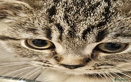 British Shorthair cats for sale: GCCF Reg Chocolate Silver Spotted Tabby BSH Boys - Image 8