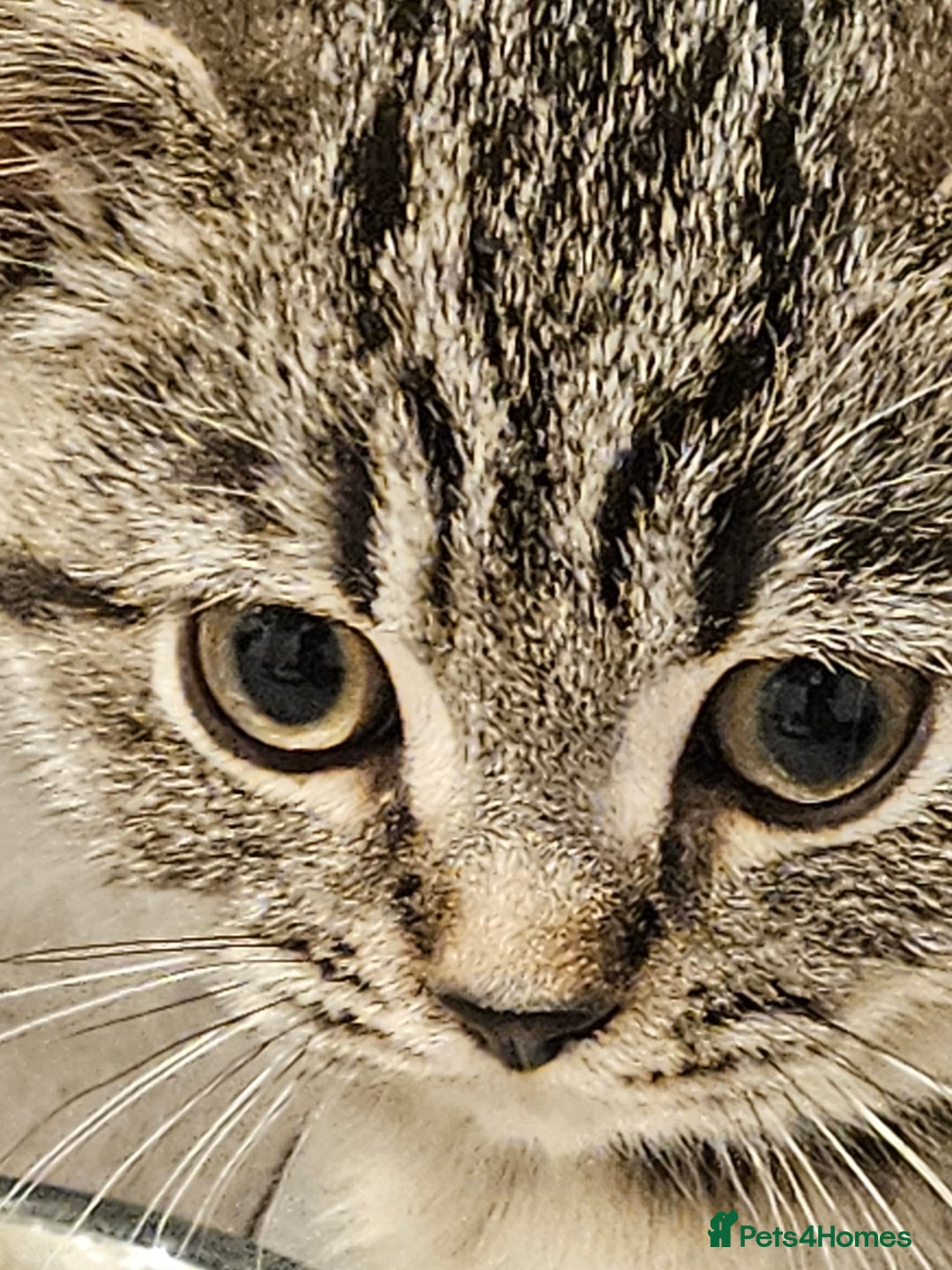 British Shorthair cats for sale: GCCF Reg Chocolate Silver Spotted Tabby BSH Boys - Image 8