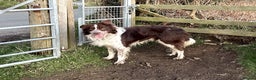 Border Collie dogs for stud: Red and White Border Collie Sheepdog Stud ISDS Reg in Church Stretton - Advert 9