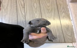 Staffordshire Bull Terrier dogs for sale: One girl left🩷 Staffordshire bull terrier pups - Image 5