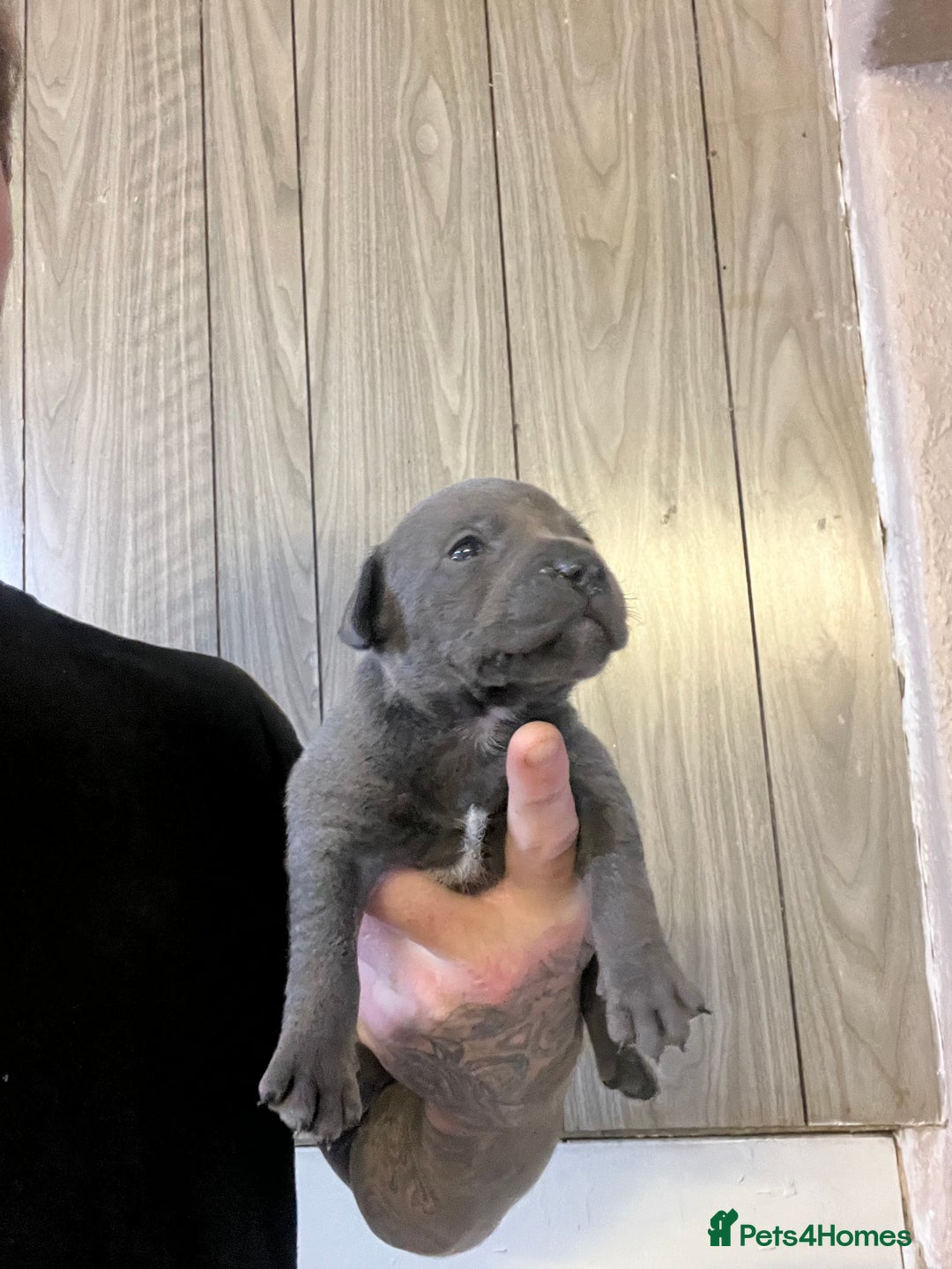 Staffordshire Bull Terrier dogs for sale: One girl left🩷 Staffordshire bull terrier pups - Image 5