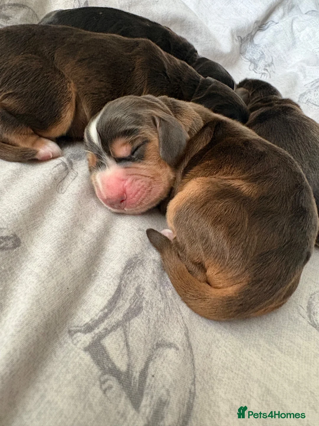 Cocker Spaniel dogs for sale: ✨health tested KC registered show type babies✨ - Advert 28
