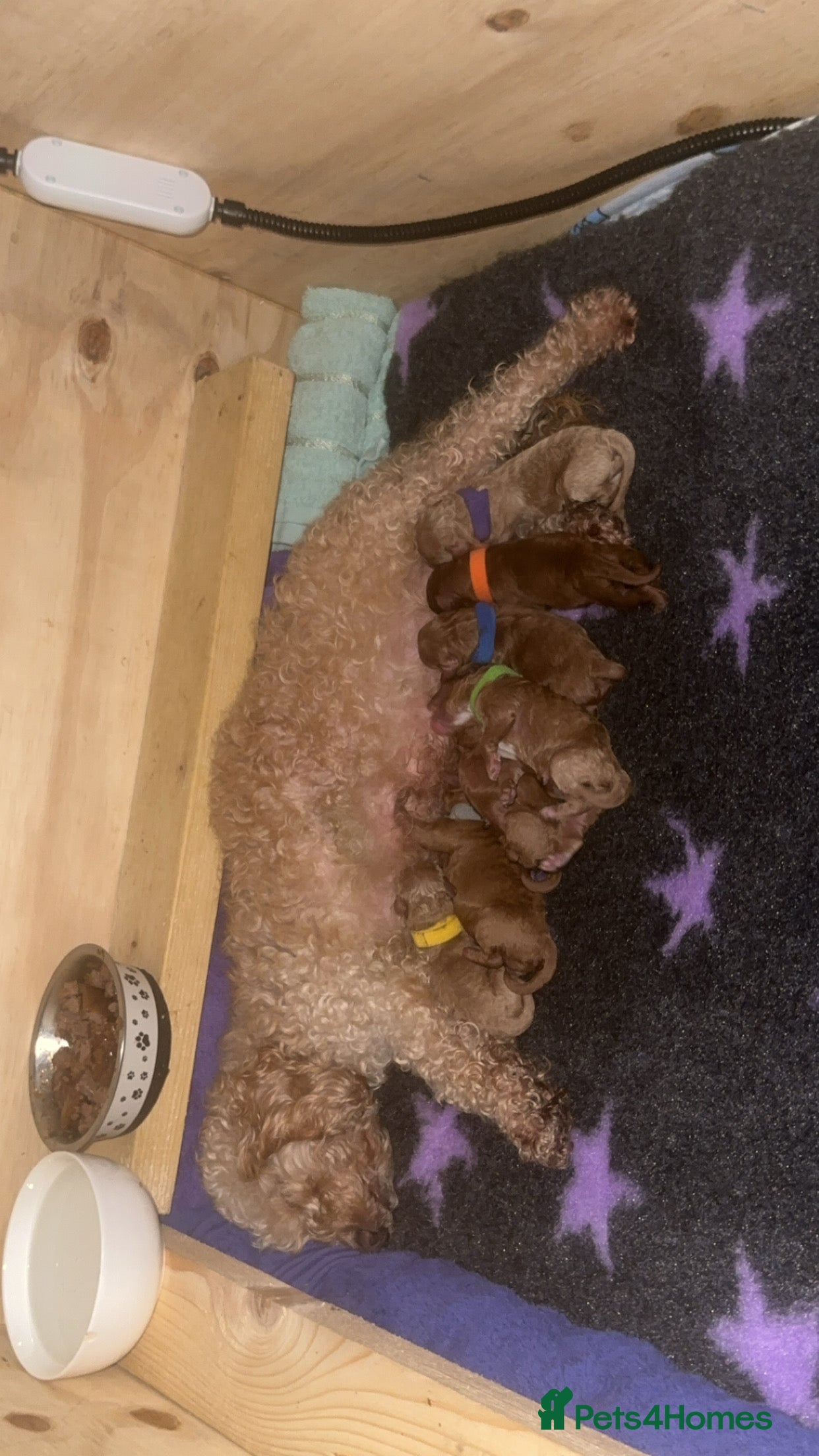 Cockapoo dogs FOX RED TOY COCKAPOO PUPPIES  - Advert 1