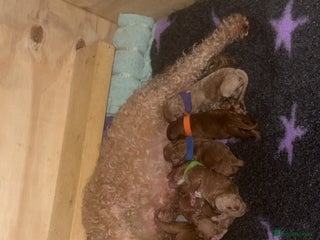 Cockapoo dogs FOX RED TOY COCKAPOO PUPPIES - Advert 1