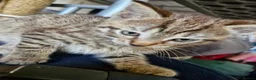 Mixed Breed cats for sale: Pebbles - Advert 7