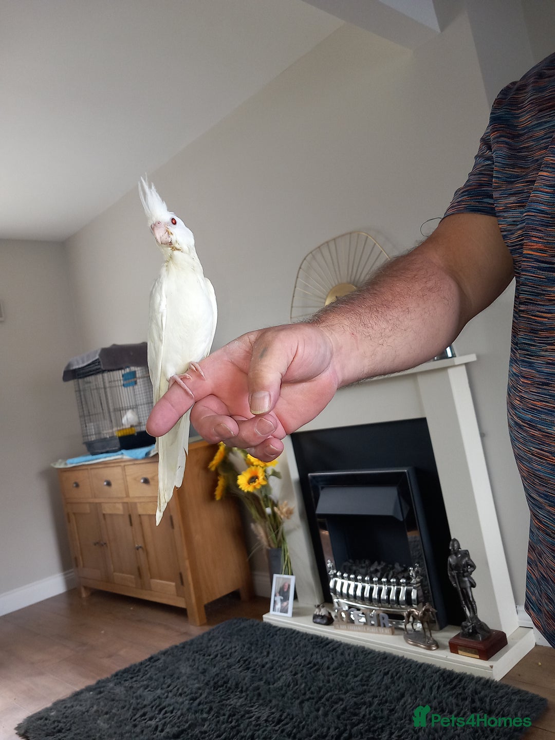 Cockatiels birds for sale: Hand reared cockatiels  - Image 3