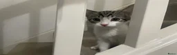 Mixed Breed cats for sale: Beautiful grey, white and tabby kittens for sale - Advert 15