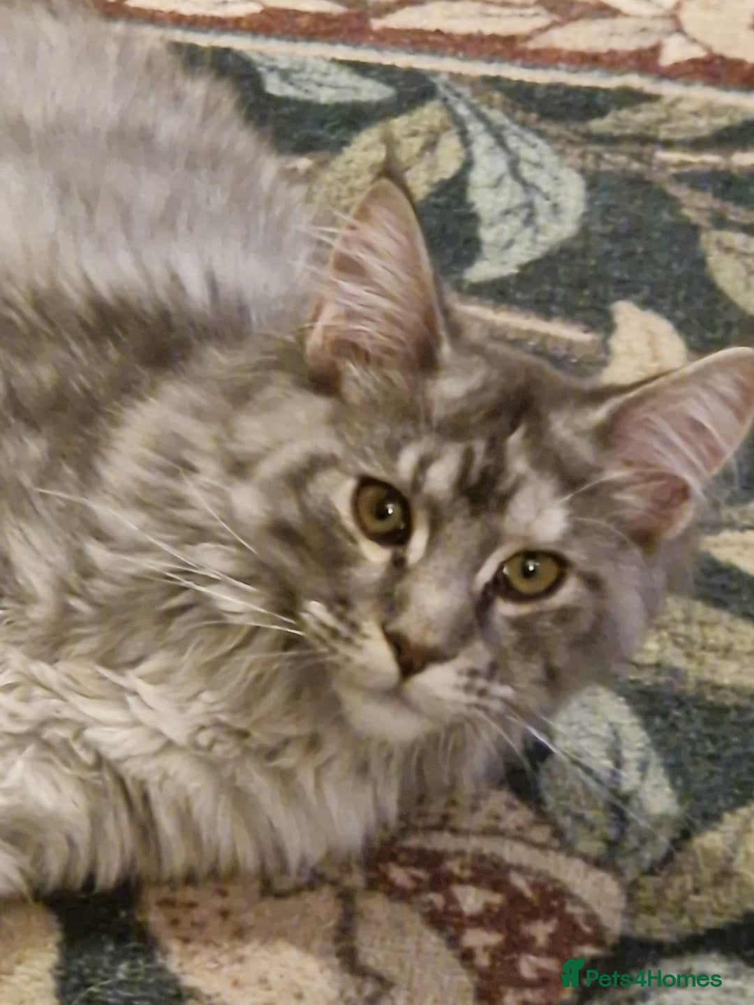 Maine Coon cats for sale: Gorgeous maine coon babies - Advert 26