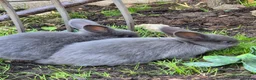 Mixed Breed rabbits for sale: Baby rabbits  in Dagenham - Advert 1