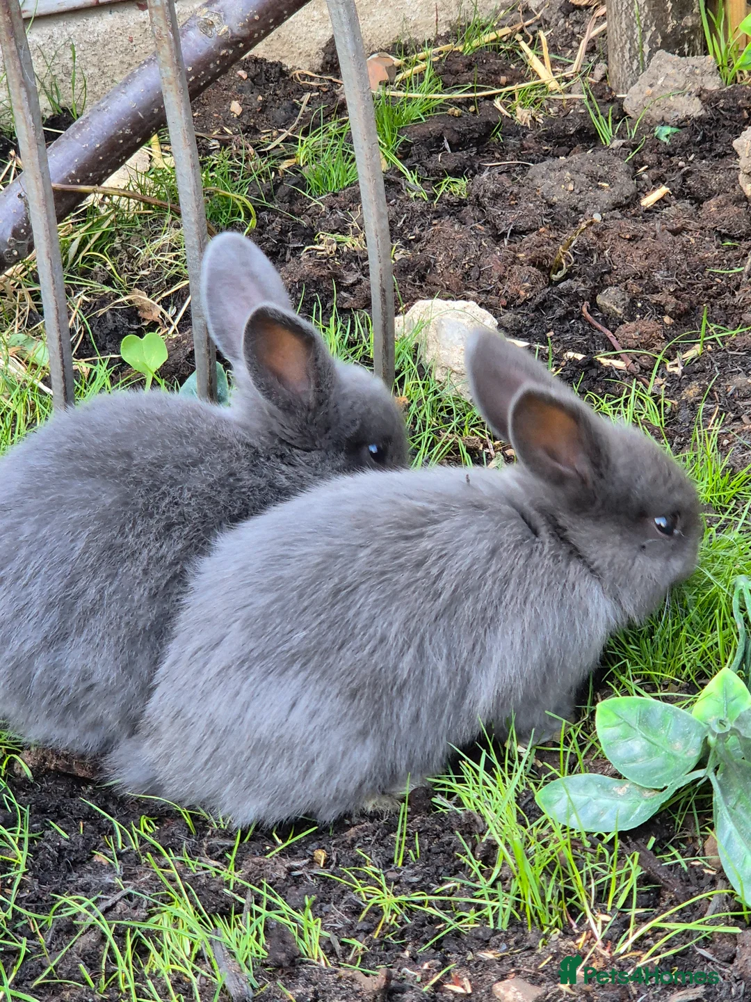 Mixed Breed rabbits for sale: Baby rabbits  in Dagenham - Advert 1