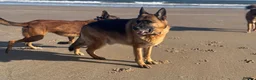 German Shepherd dogs for sale: KC German Shephard - Django  - Advert 3