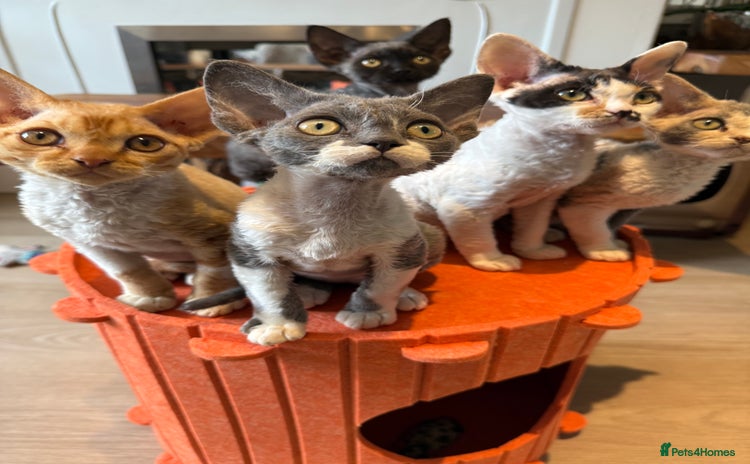 Devon Rex cats - Advert 1