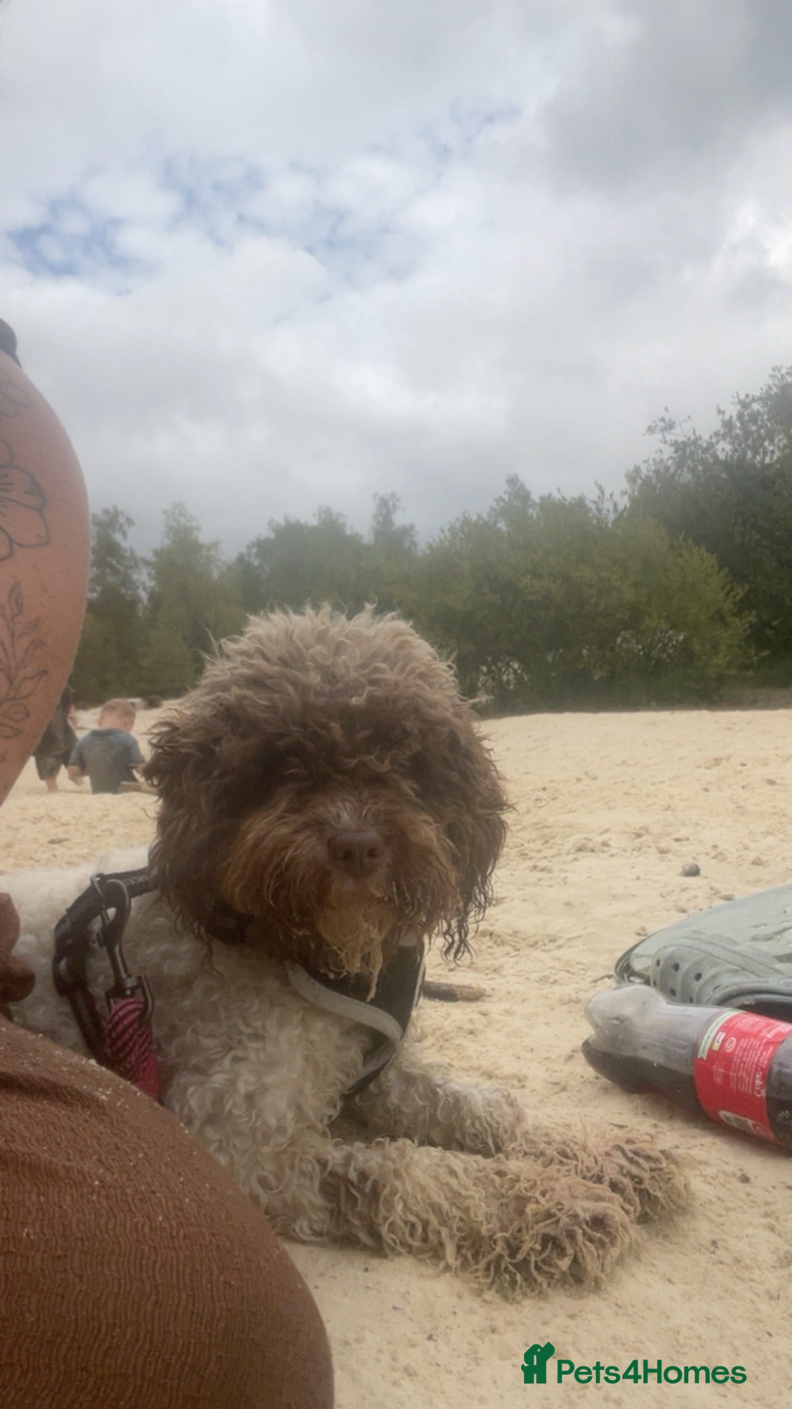 Cockapoo dogs Looking for a stud for my girl  - Advert 1
