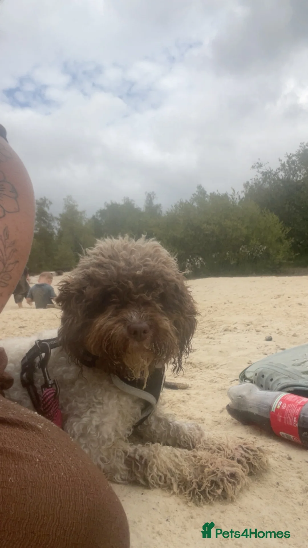 Cockapoo dogs for stud: Looking for a stud for my girl  - Advert 1