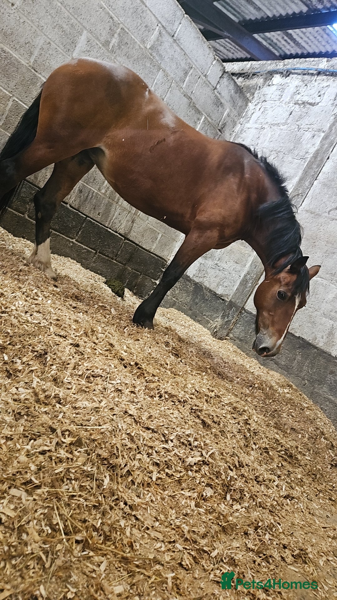 Welsh Section D horses for sale: Flashy Sec D x Dartmoor mare - Advert 5
