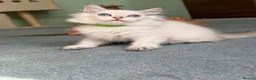 British Shorthair cats for sale: 4 Gorgeous British Shorthair TICA kittens - Advert 16