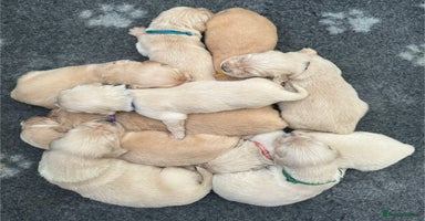 Golden Retriever dogs Kc Reg Health Tested Golden Retriever Puppies  - Advert 4