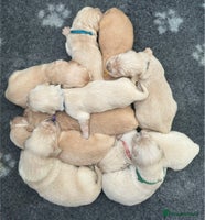 Golden Retriever dogs Kc Reg Health Tested Golden Retriever Puppies - Advert 4