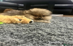 Pomeranian dogs for sale: 🔥Very Tiny(450gr)🧸Top Quality 💎 - Advert 11