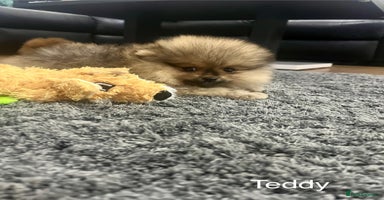 Pomeranian dogs 🔥Very Tiny(600gr)🧸Top Quality 💎 - Advert 6