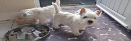 West Highland Terrier dogs for sale: West highland white terrier  - Advert 3