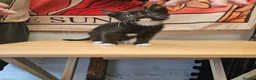 Mixed Breed cats for sale: KITTENS FOR SALE READY TO LEAVE NOW - Advert 12