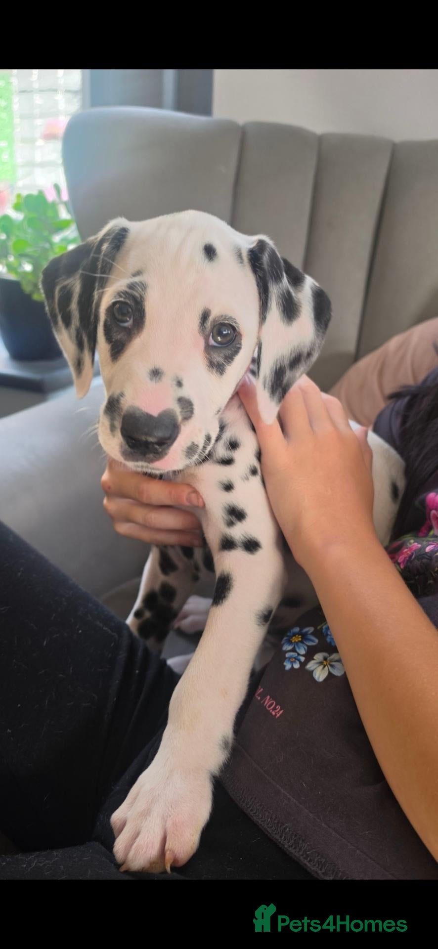 Dalmatian dogs Last boy ready now stunning dalmatian puppy  - Advert 2