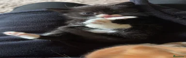 Mixed Breed Kitten 2