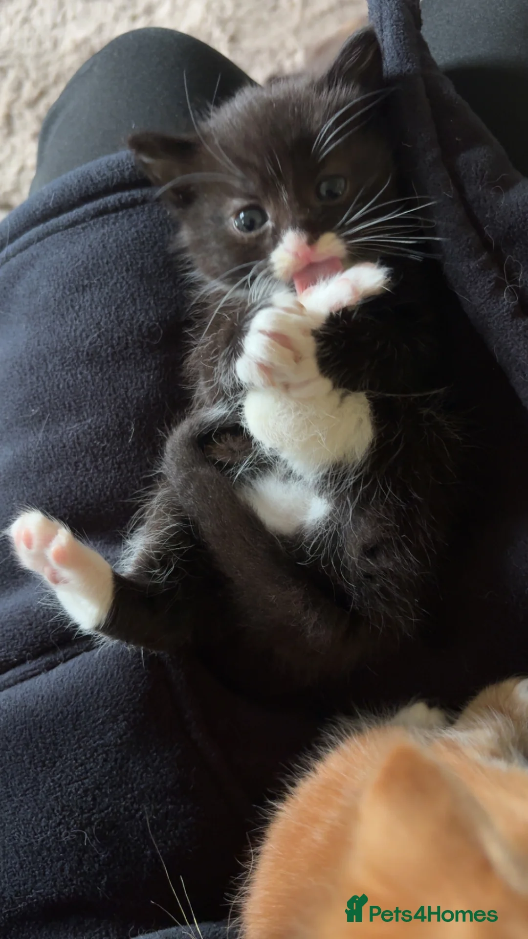 Mixed Breed cats for sale: Mixed Kittens in Nelson - Advert 2
