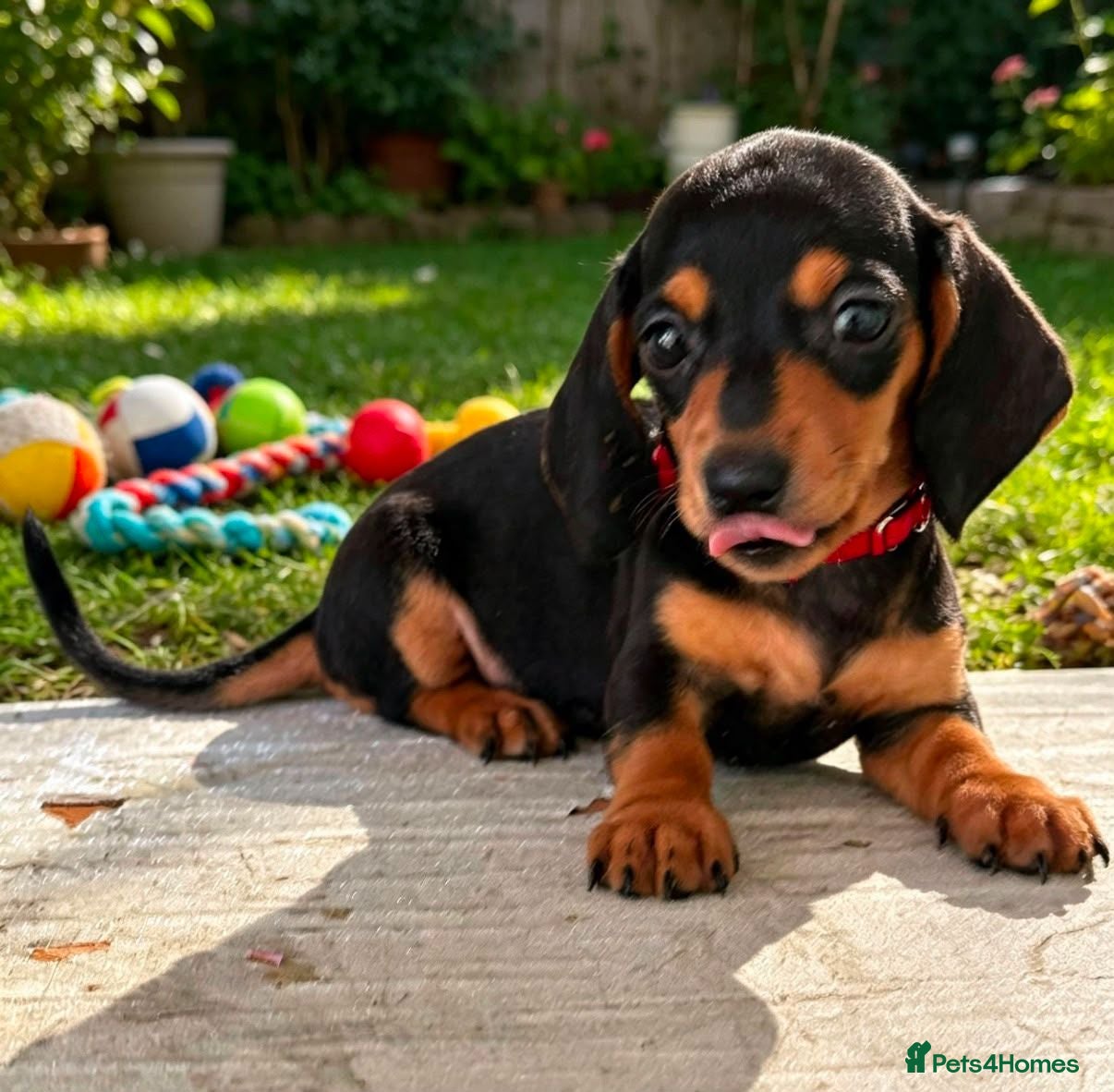 Miniature Dachshund dogs Gorgeous Miniature Dachshund Puppies -RKC - Advert 1