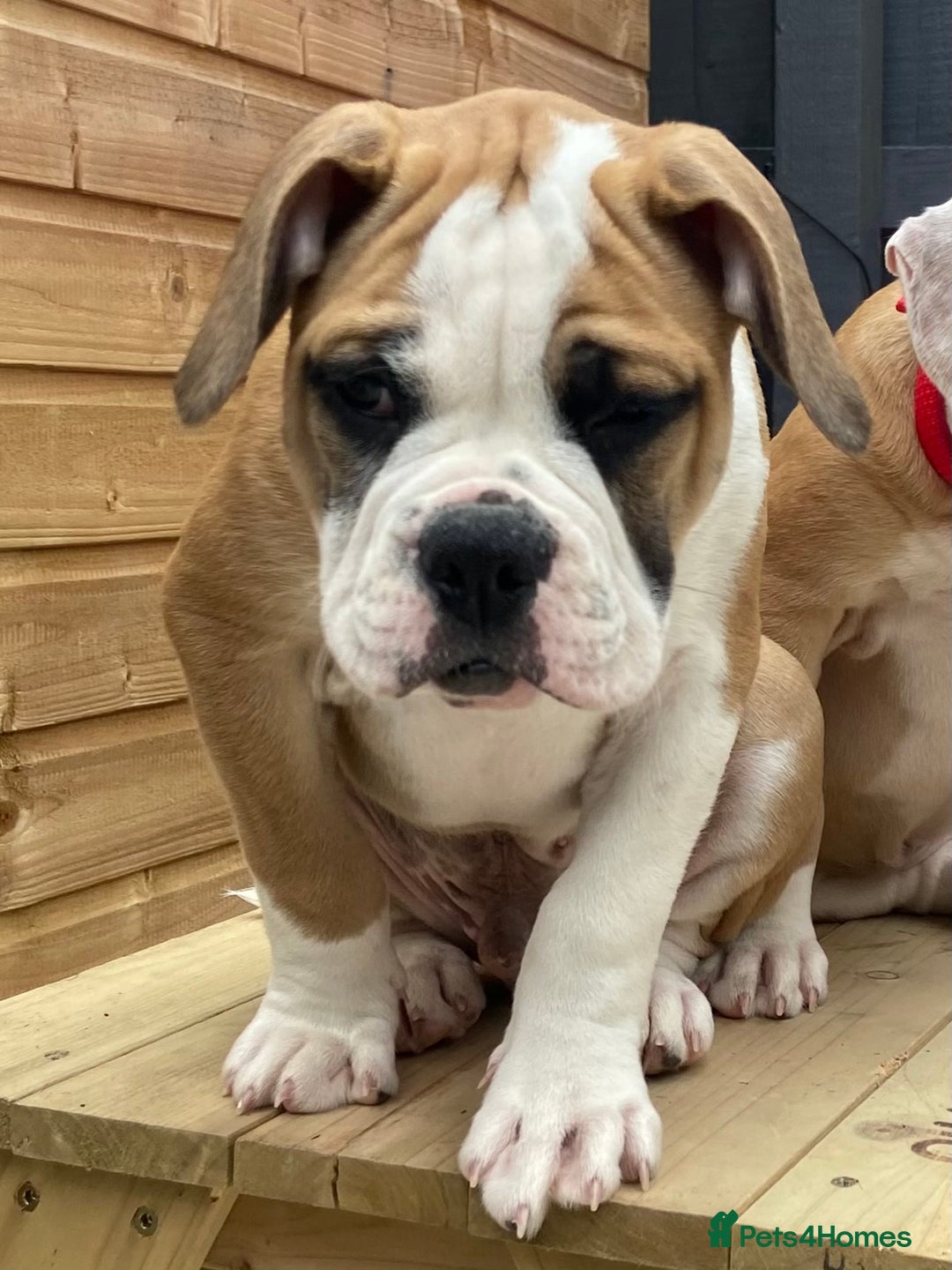 Alapaha Blue Blood Bulldog dogs for sale: Beautiful Alapaha blue bulldogs  - Image 14