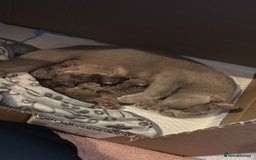 British Shorthair cats for sale: GCCF British Shorthair Kittens – Champion Lines - Image 2