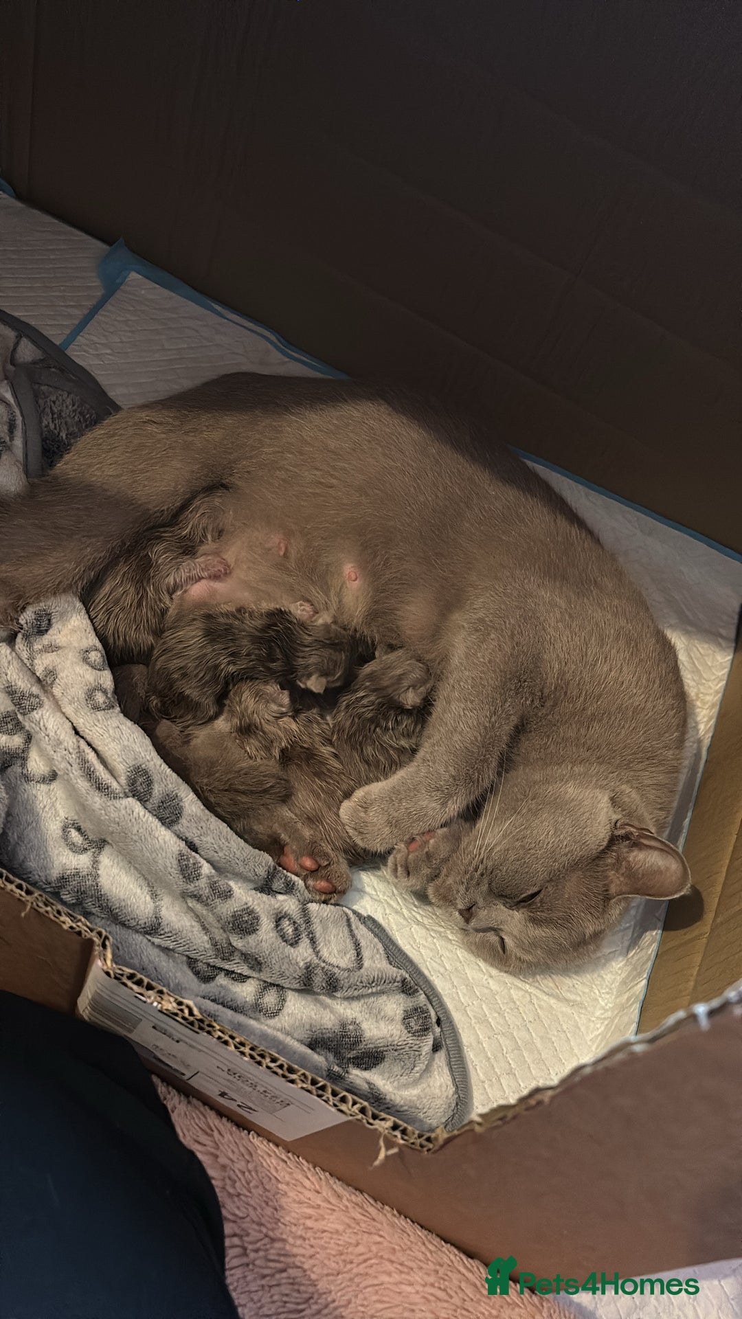 British Shorthair cats for sale: GCCF British Shorthair Kittens – Champion Lines - Image 2