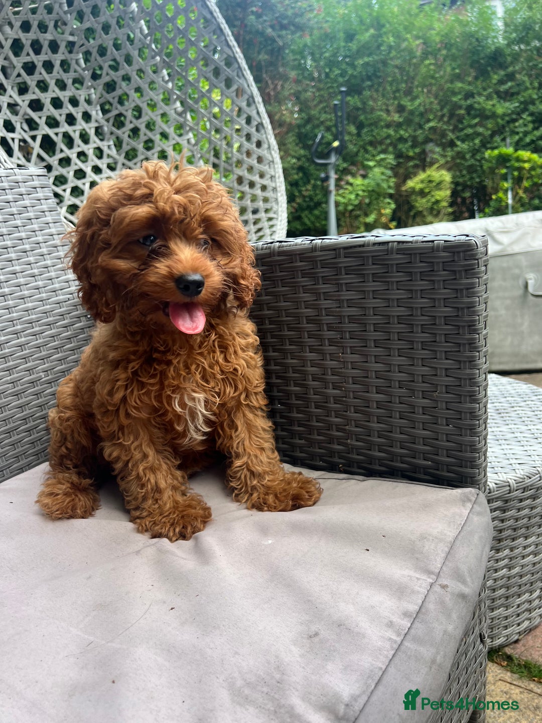 Cavapoo dogs for sale: A lovely toy cavapoo boy  - Image 4