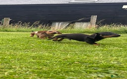 Miniature Dachshund dogs for sale: KC Reg RED DAPPLE Miniature Dachshund (Smooth) - Image 23