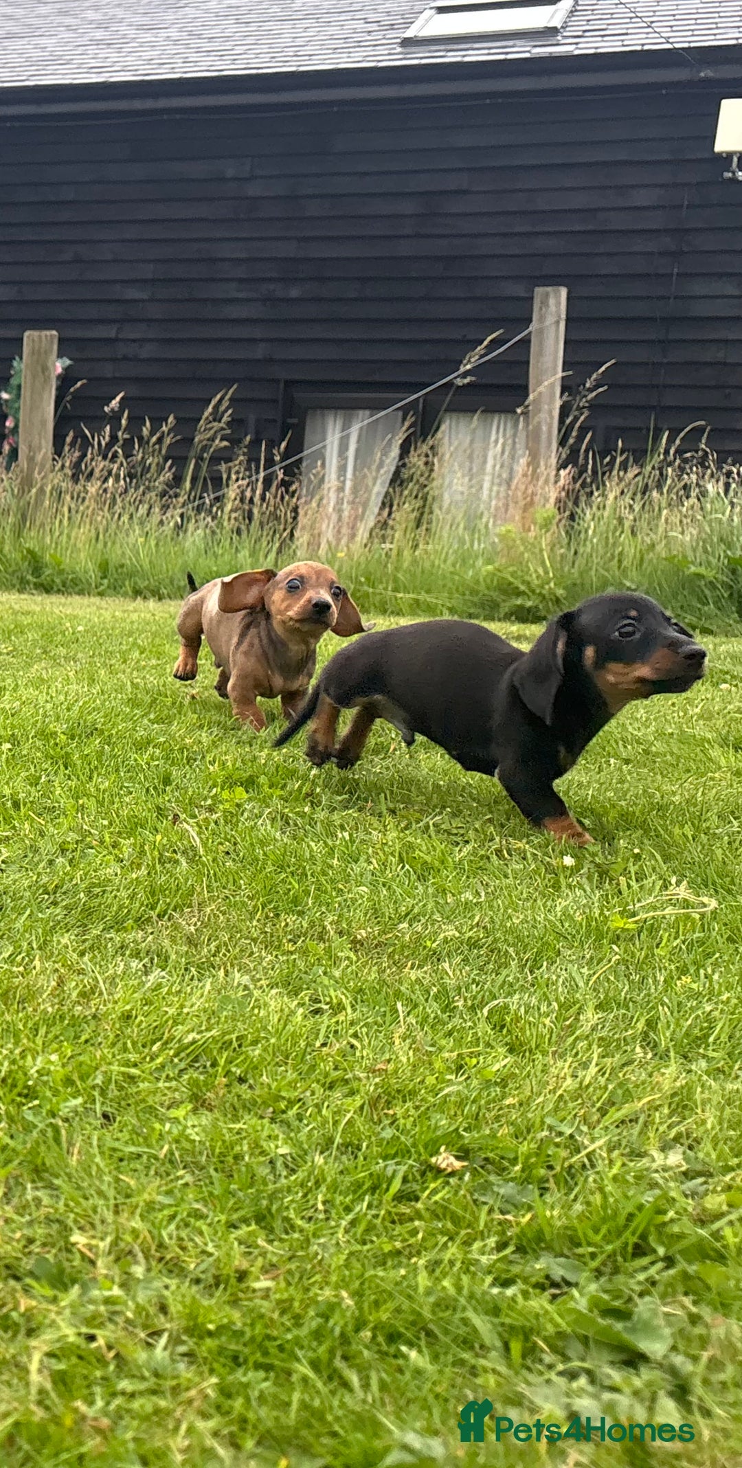 Miniature Dachshund dogs for sale: KC Reg RED DAPPLE Miniature Dachshund (Smooth) - Image 23