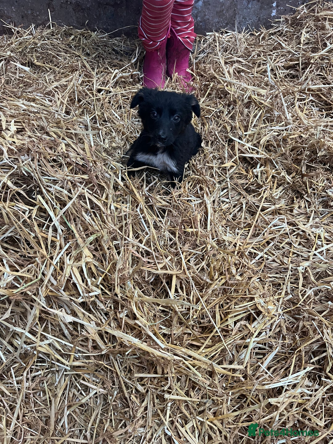 Border Collie dogs for sale: 5beautiful border collie puppies - Image 6
