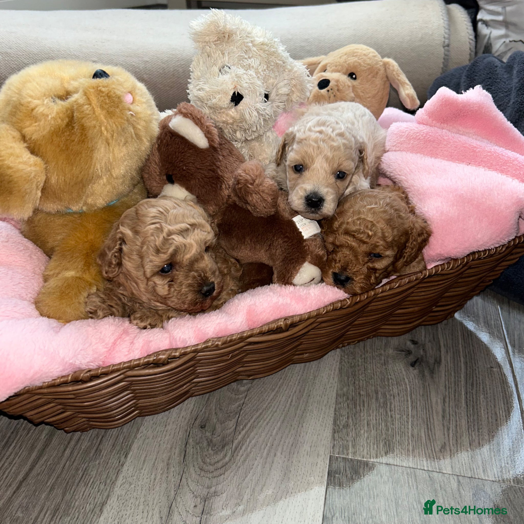 Maltipoo dogs Tiny Toy Maltipoo puppies - Advert 1