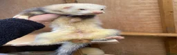 Ferret rodents for sale: Ferret  - Advert 2