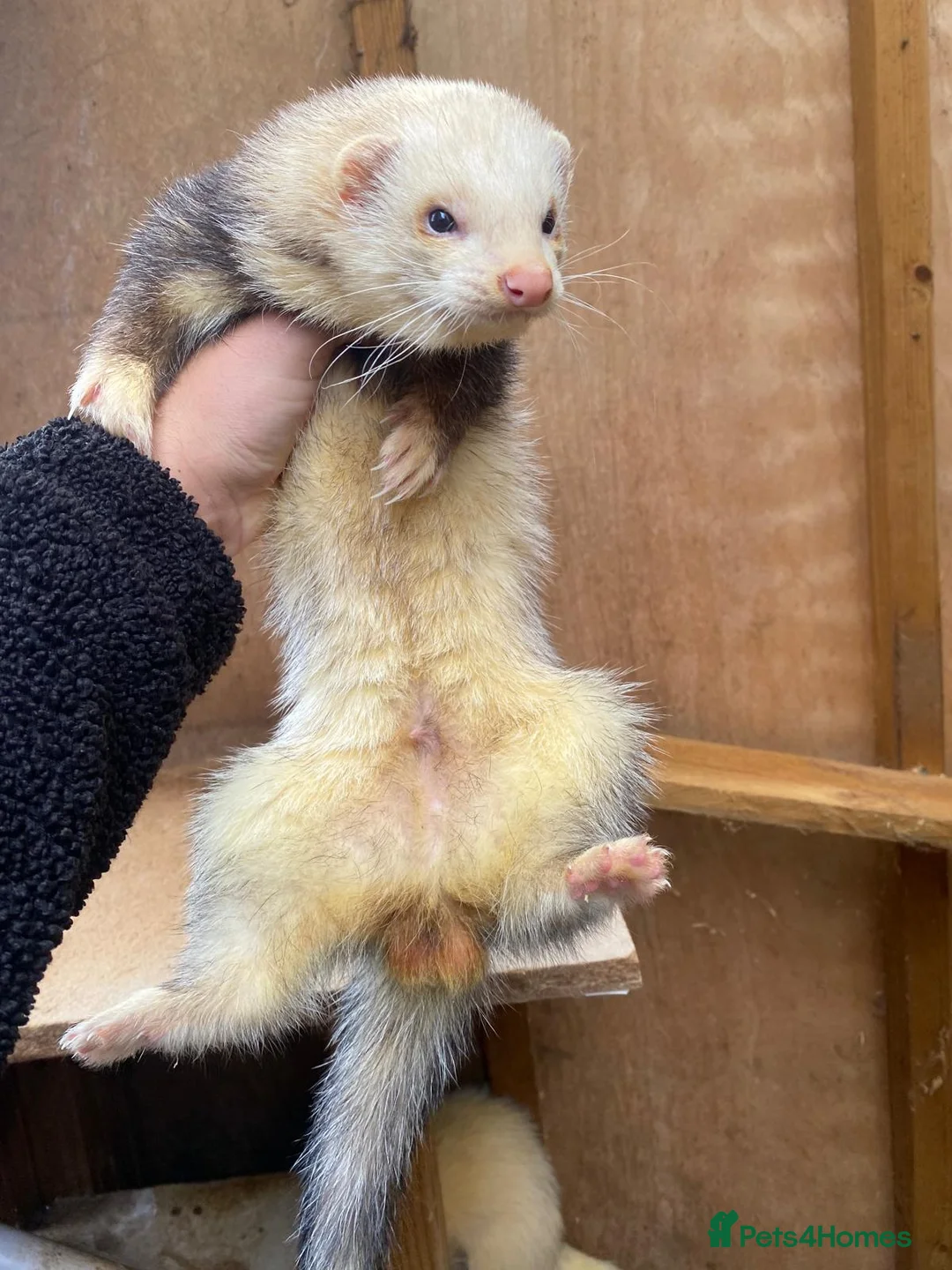 Ferret rodents for sale: Ferret  - Advert 2