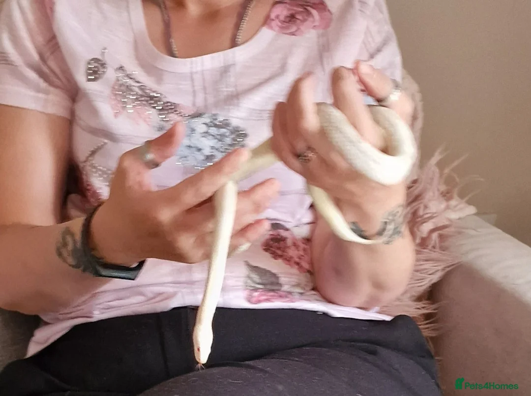 Corn Snake reptiles for sale: 2 Corn snakes with full set up - Advert 6