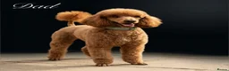 Cockapoo dogs for sale: Outstanding F1 show type miniature cockapoos - Advert 8