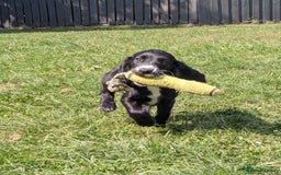 Cocker Spaniel dogs for sale: Beautiful Cocker Girl Pups, READY TO LEAVE-27.7.25 - Image 6