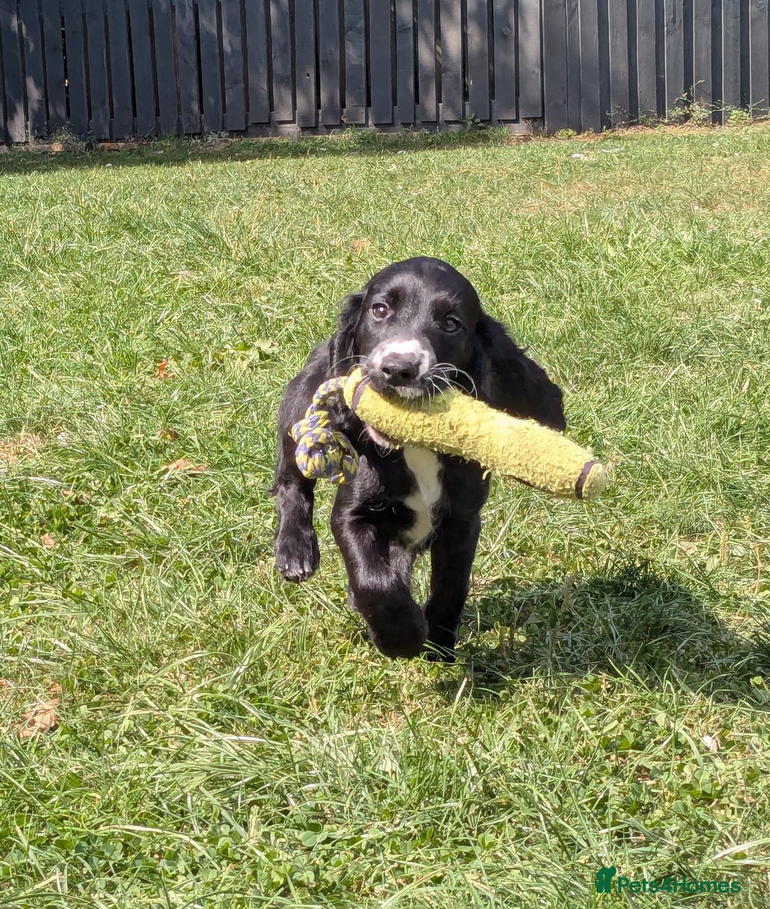 Cocker Spaniel dogs for sale: Beautiful Cocker Girl Pups, READY TO LEAVE-27.7.25 - Image 6
